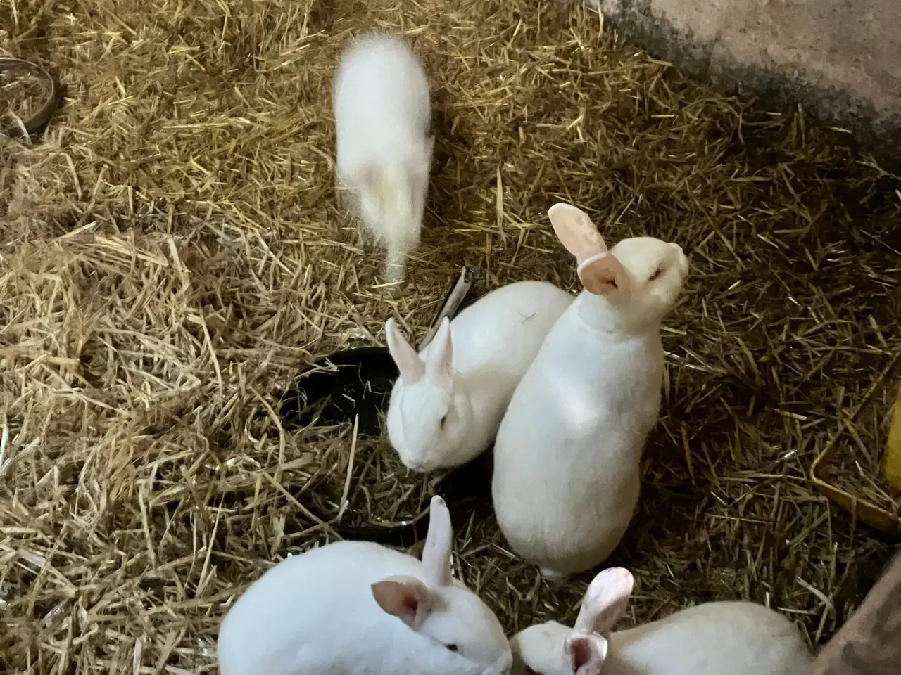 Billede 1 - Kaninenunger