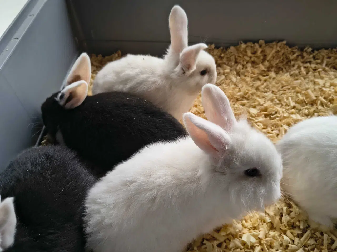 Billede 4 - Unger på 8 uger