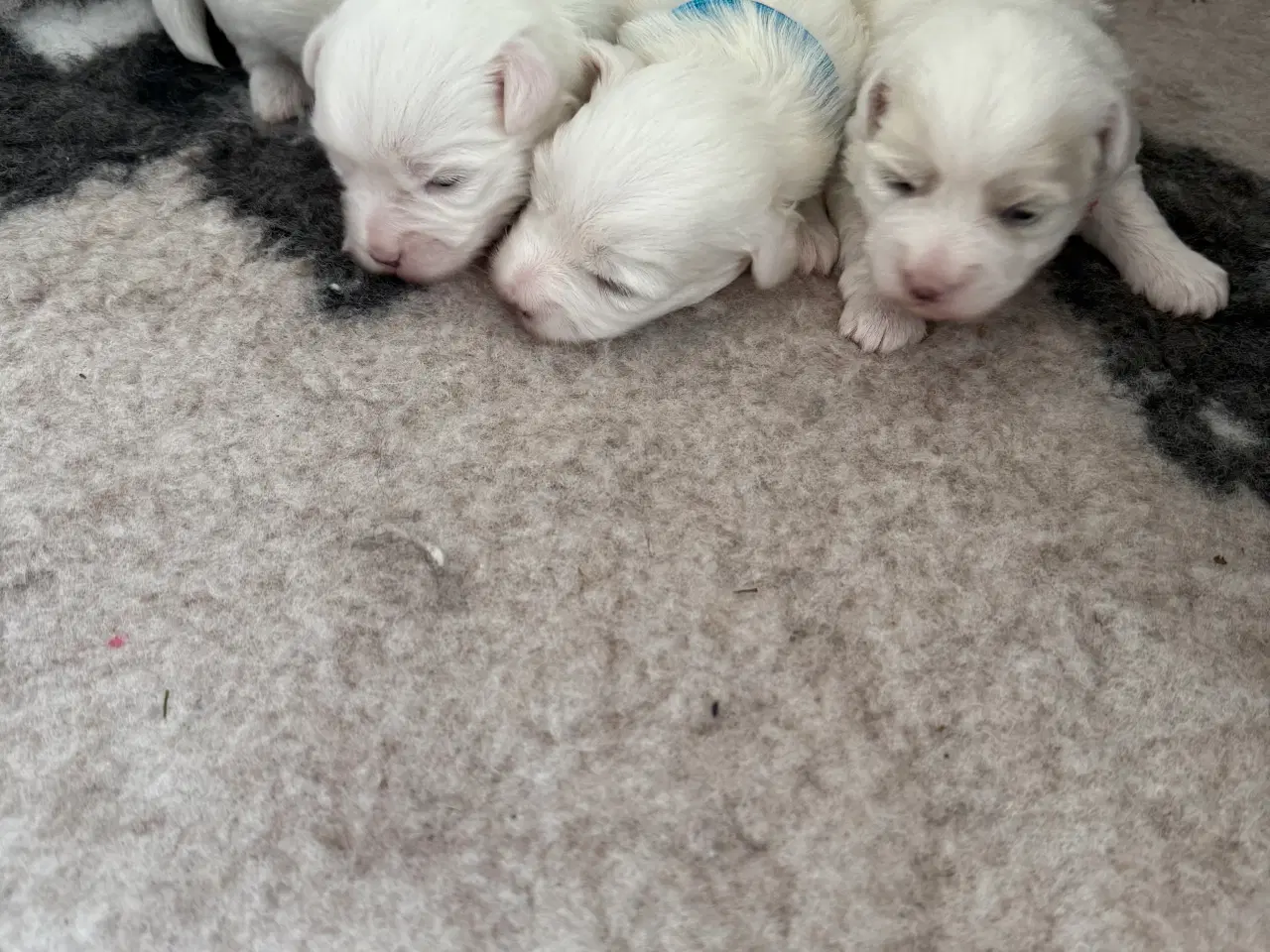 Billede 4 - Coton de tulear hvalp