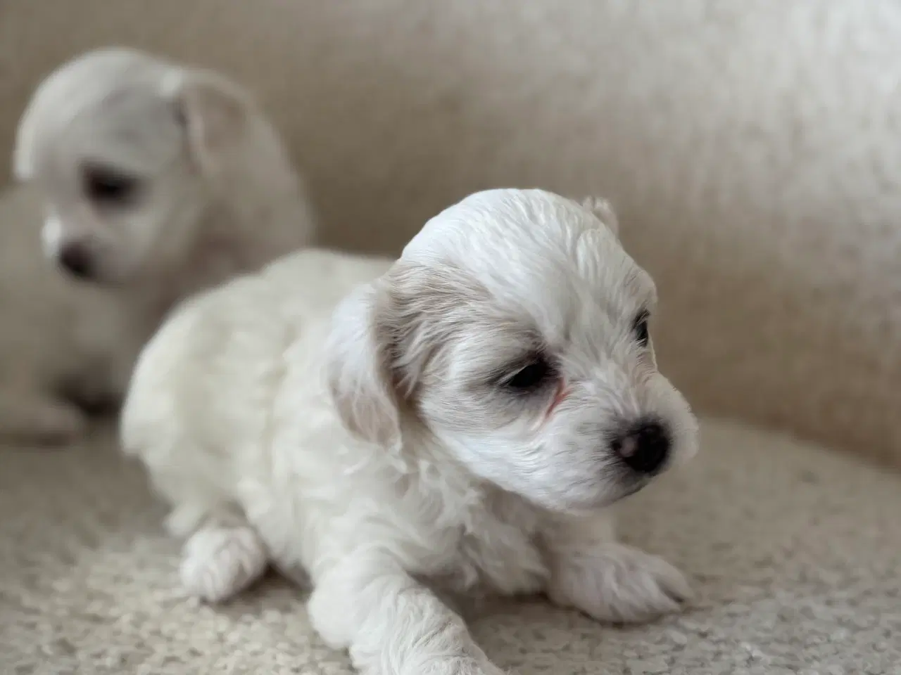 Billede 2 - ✨ Bichon hvalpe ❤️