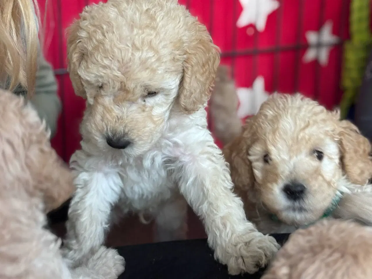 Billede 1 - F3 Labradoodles små 