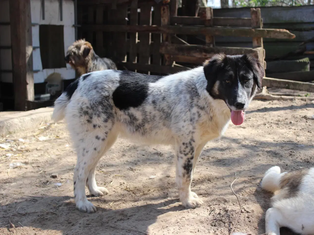 Billede 12 - Vidunderlige Lumos søger et hjem 🩷