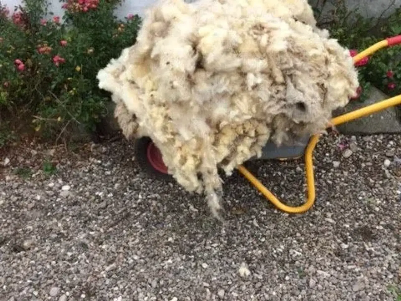 Billede 1 - Ny klippet uld, en fyldt stor klar sæk, ca 5 kg