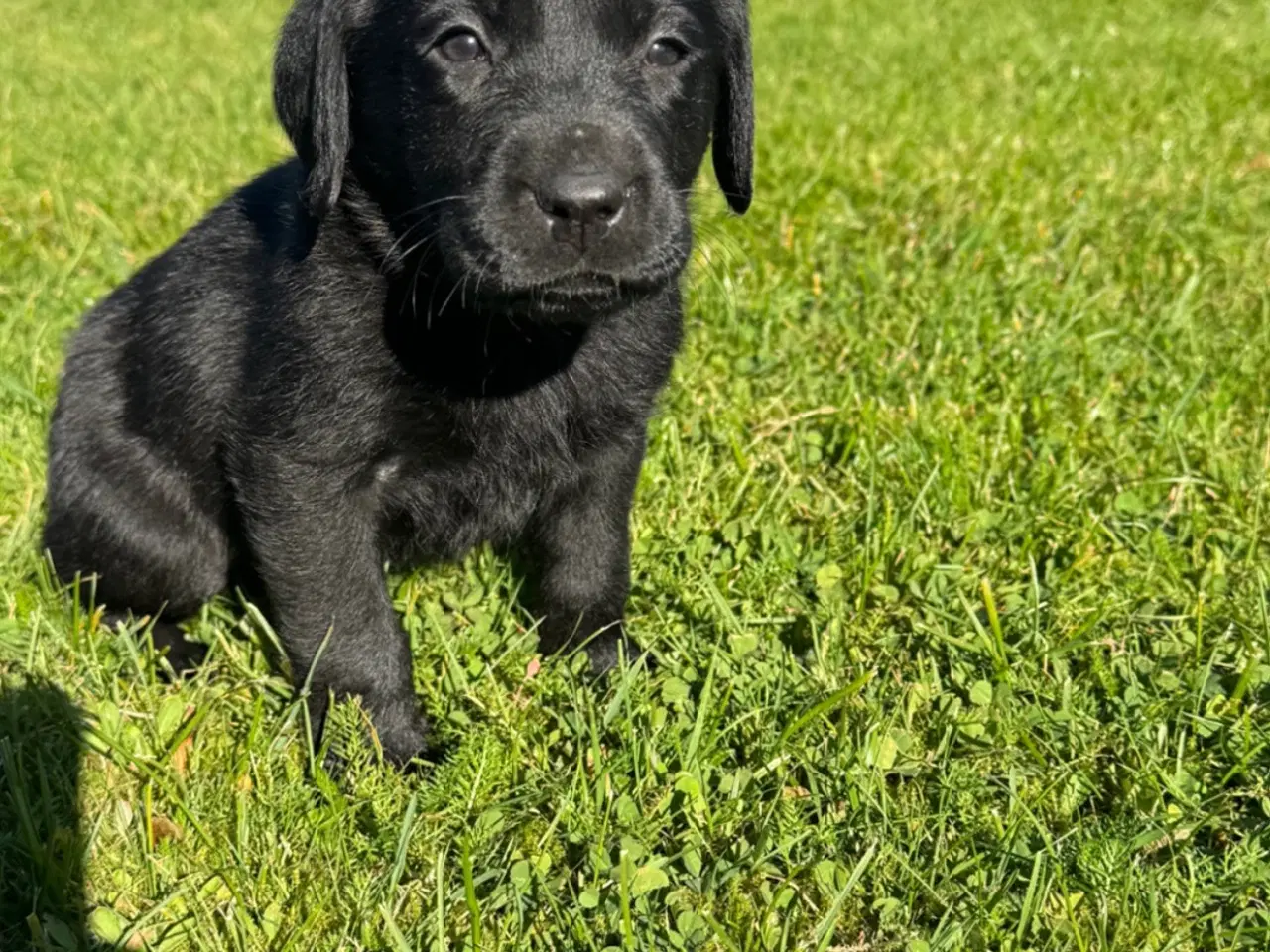 Billede 2 - Labrador gammeldags, 5 uger