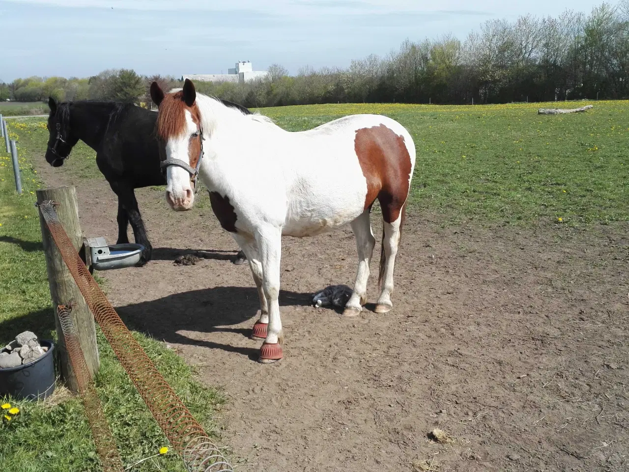 Billede 6 - Pony