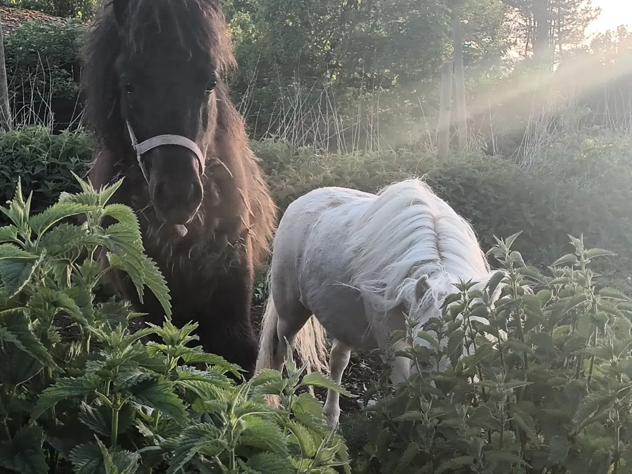 Billede 4 - 2 bedste venner sælges samlet. Shetlandsponyer 