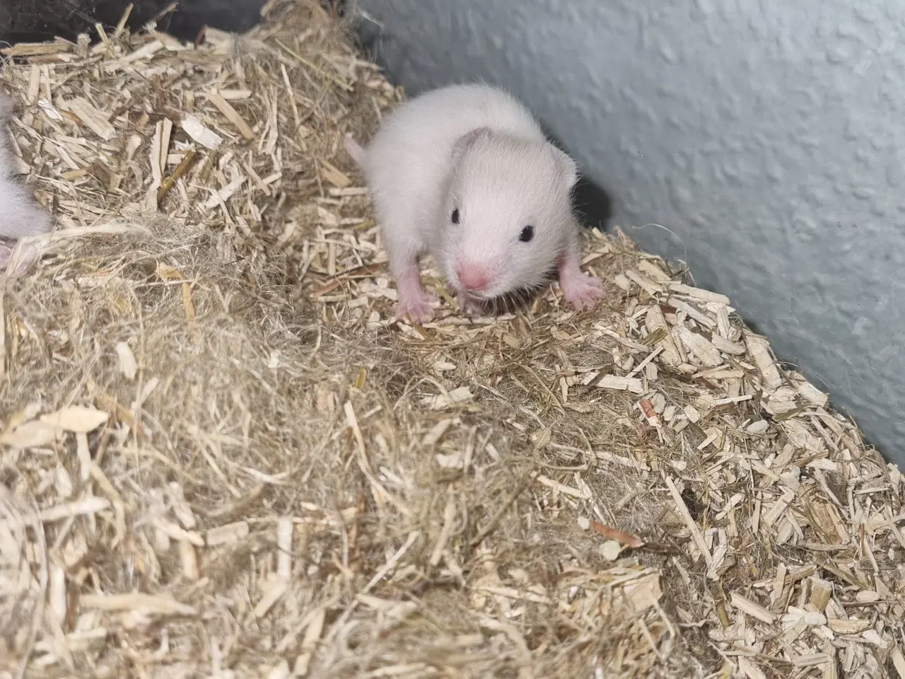 Billede 3 - 8 guldhamster unger søger nyt hjem