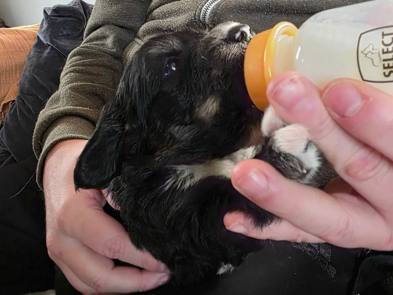 Billede 4 -  blandings hvalpe