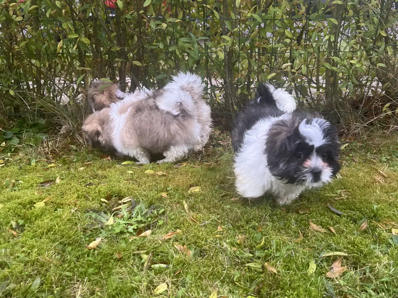 Billede 3 - Shih Tzu blandet race(sidste hvalpe