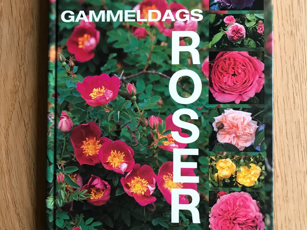 Billede 1 - Gammeldags Roser  af Ilse Höger-Orthner