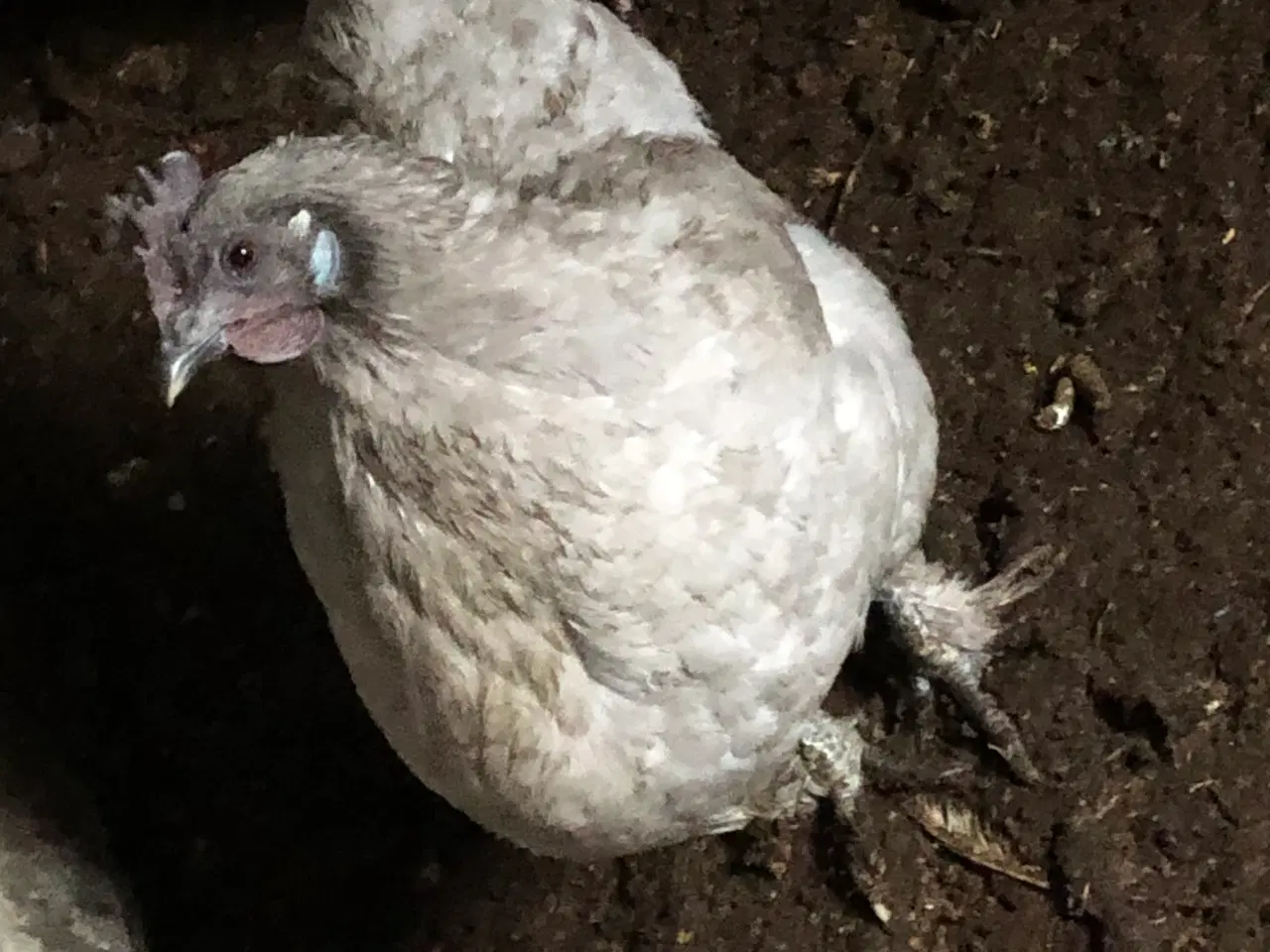 Billede 1 - 1.2 blandet race