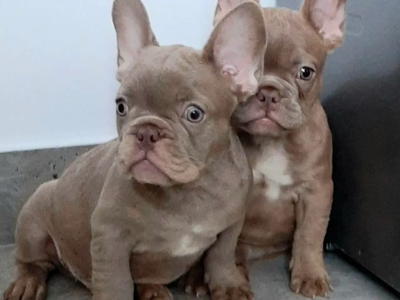 Billede 4 - Fransk bulldog Isabella drenge 