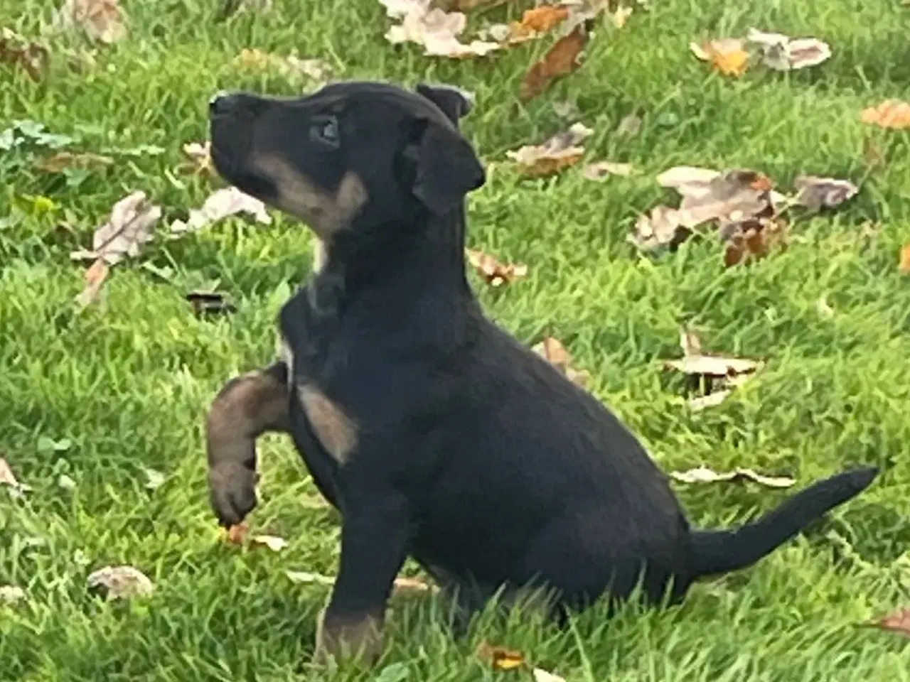 Billede 4 - Tysk Jagtterrier hvalpe salgsklar - 2 hanner