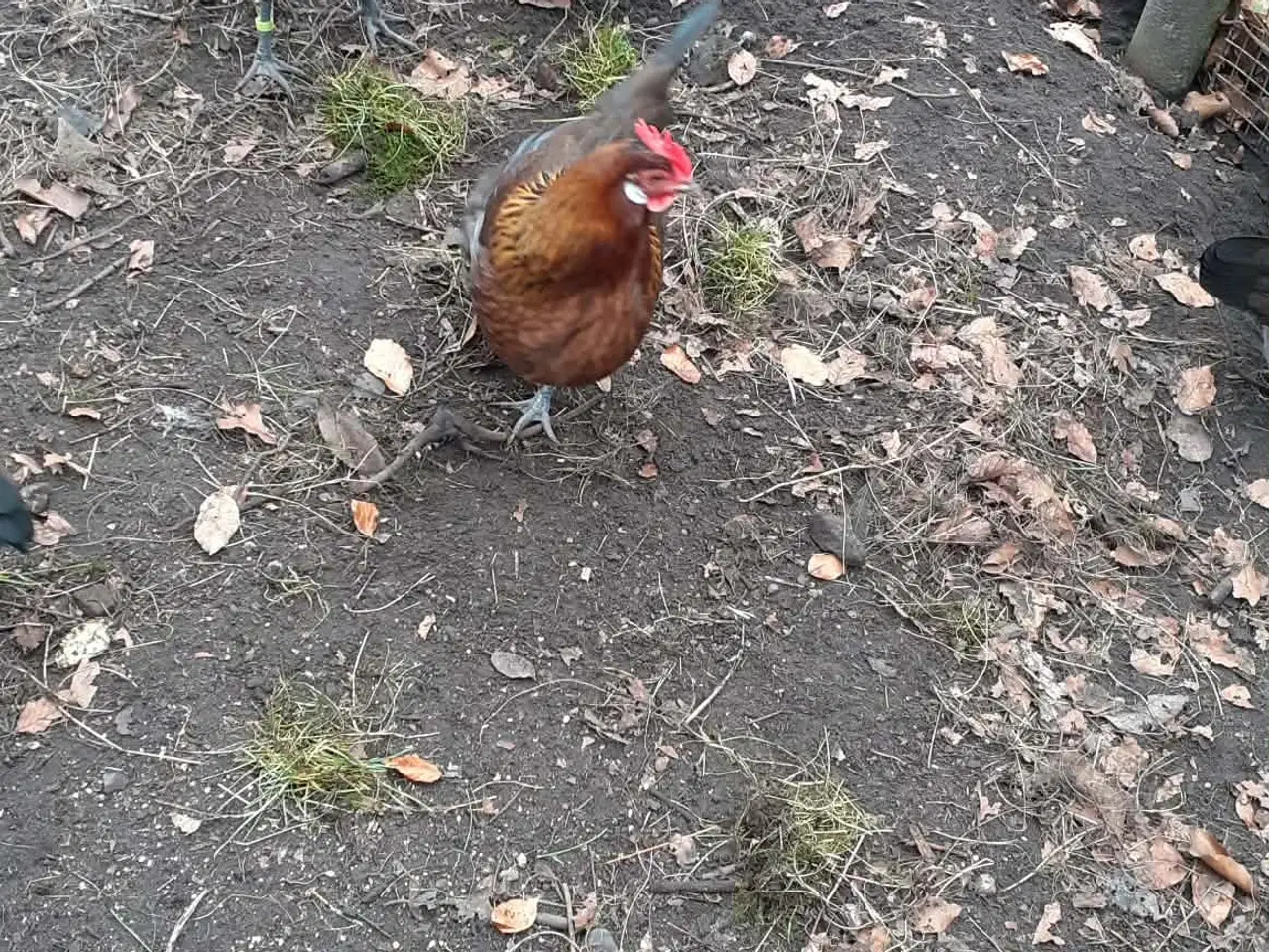 Billede 1 - rugeæg efter Danske landhøns STOR