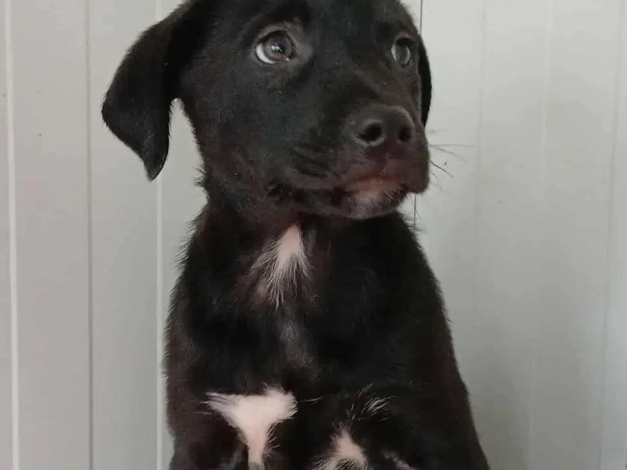 Billede 4 - Lille Axel søger familie