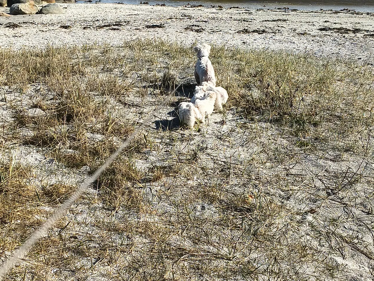 Billede 12 - Maltipoo - malteser hvalpe