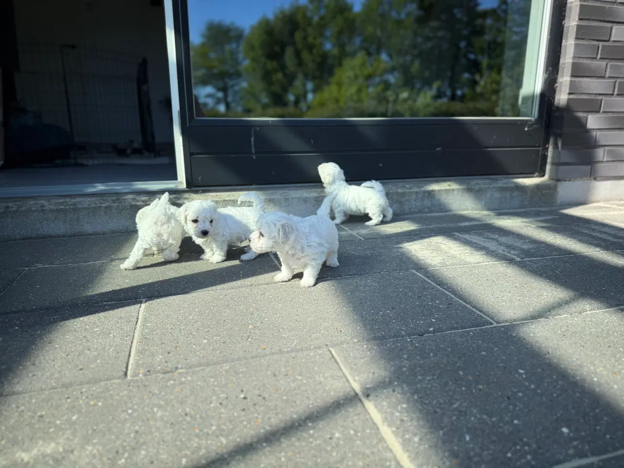 Billede 3 - Bichon Frisé hvalpe
