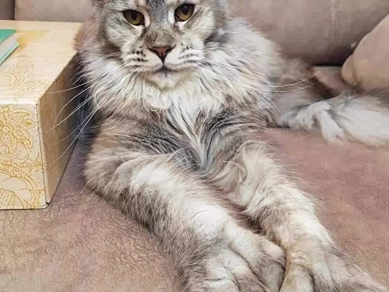 Billede 9 - Maine coon 