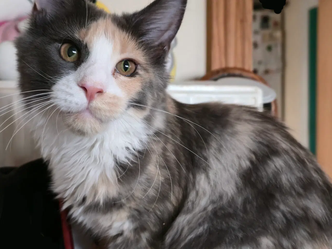 Billede 1 - Sød og legesyg pige.