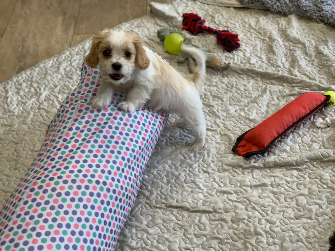Billede 7 - Bichon / cavalier babyer 