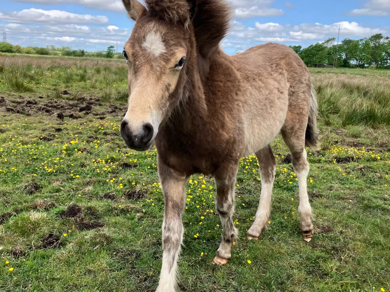 Billede 2 - Ponyføl 