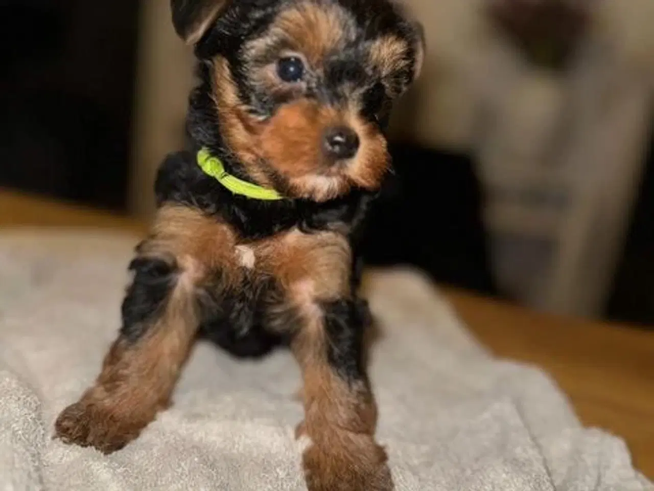 Billede 5 - Yorkshire Terrier