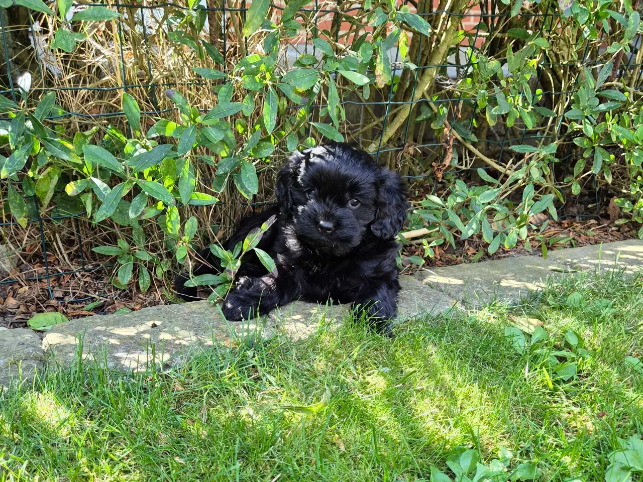 Billede 3 - Cavalier puddel 