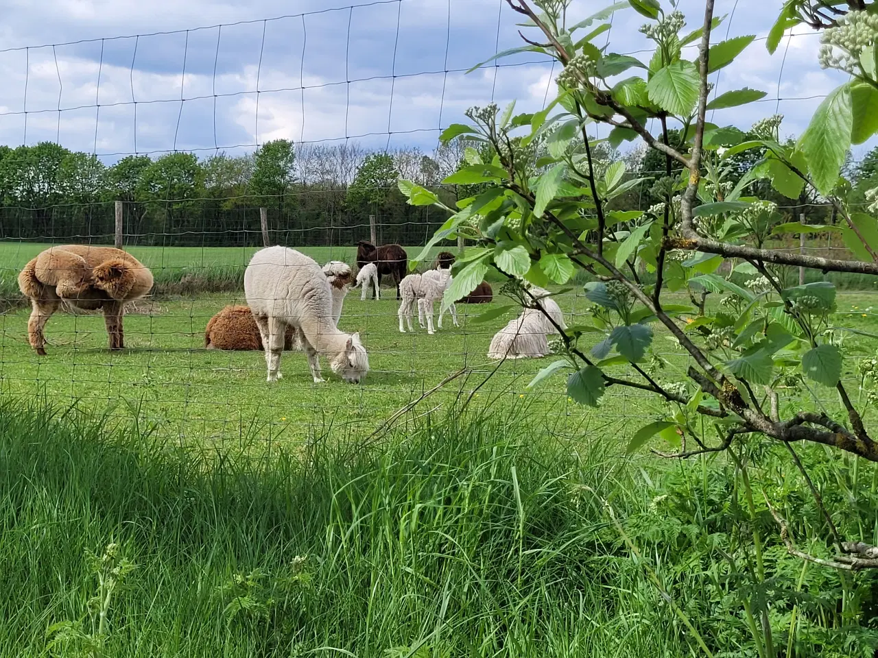 Billede 6 - Alpaca div. suri sælges