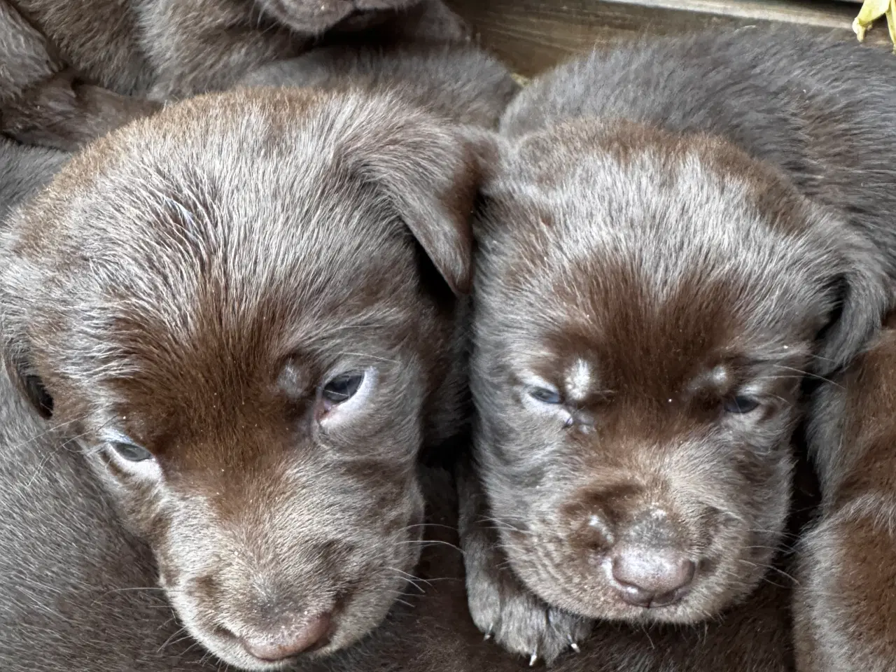 Billede 3 - Brune labrador hvalpe kr. 10.000