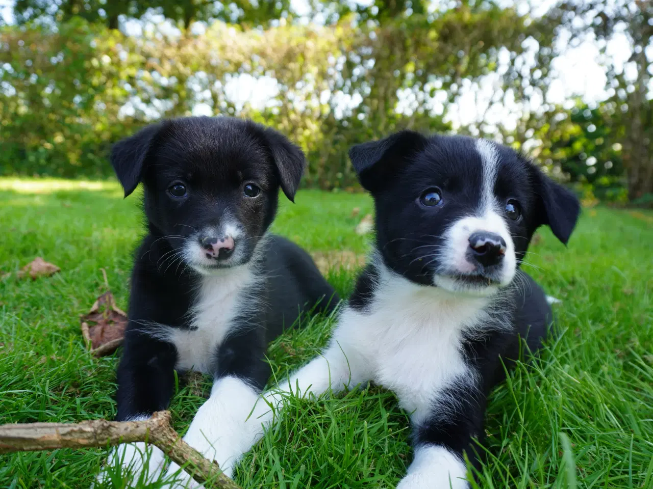 Billede 1 - Border Collie hvalpe