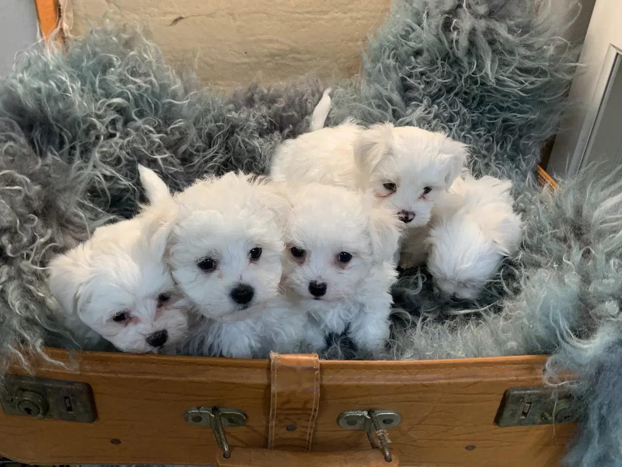 Billede 3 - De smukkeste Maltichon babyer 