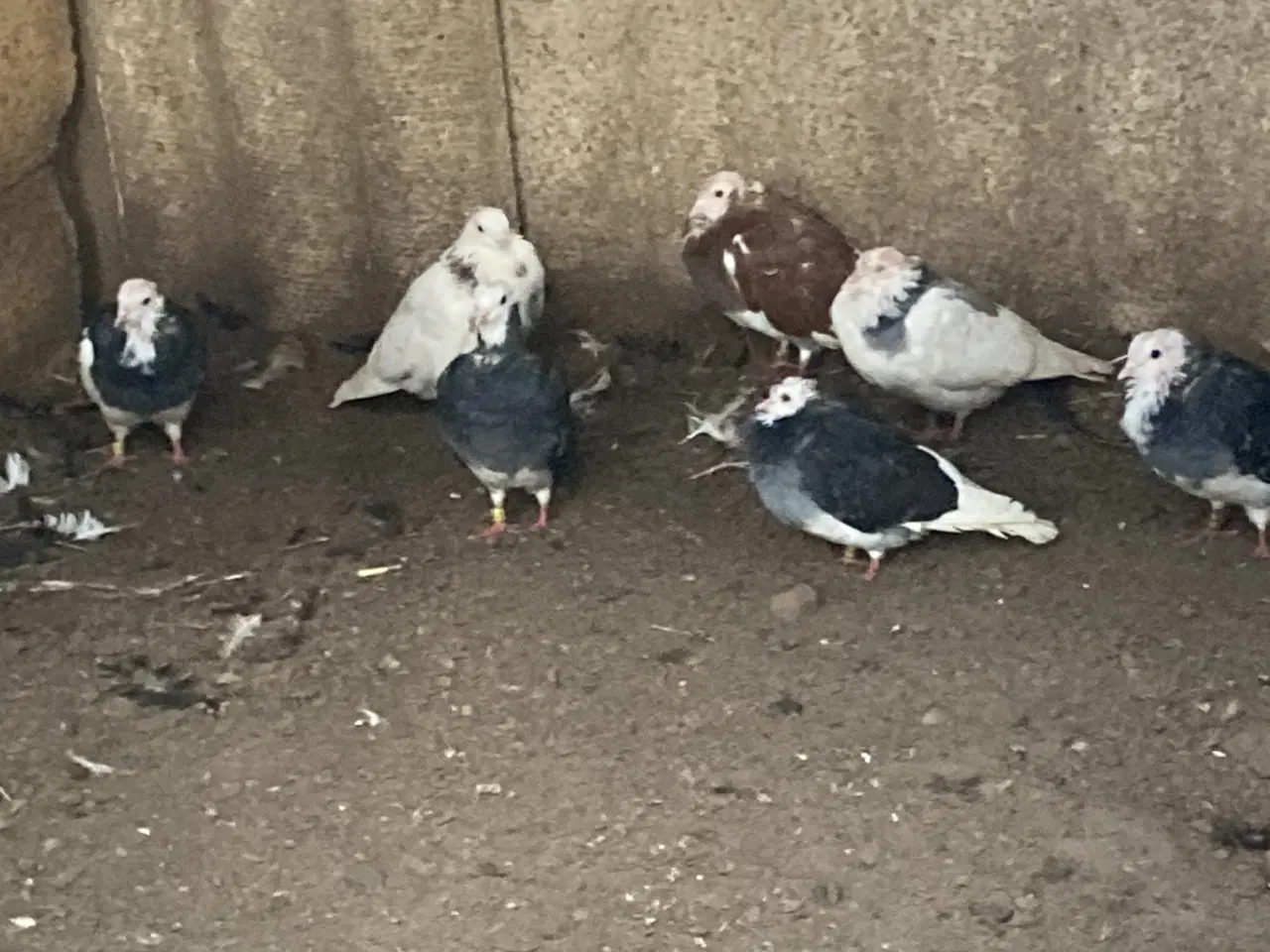 Billede 5 - Race duer