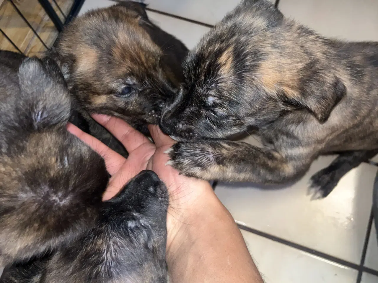 Billede 8 - Race: blanding malinois x staffordshire x Akita 