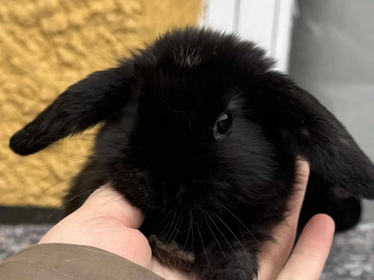 Billede 9 - Han Dværgvædder unger sælges 