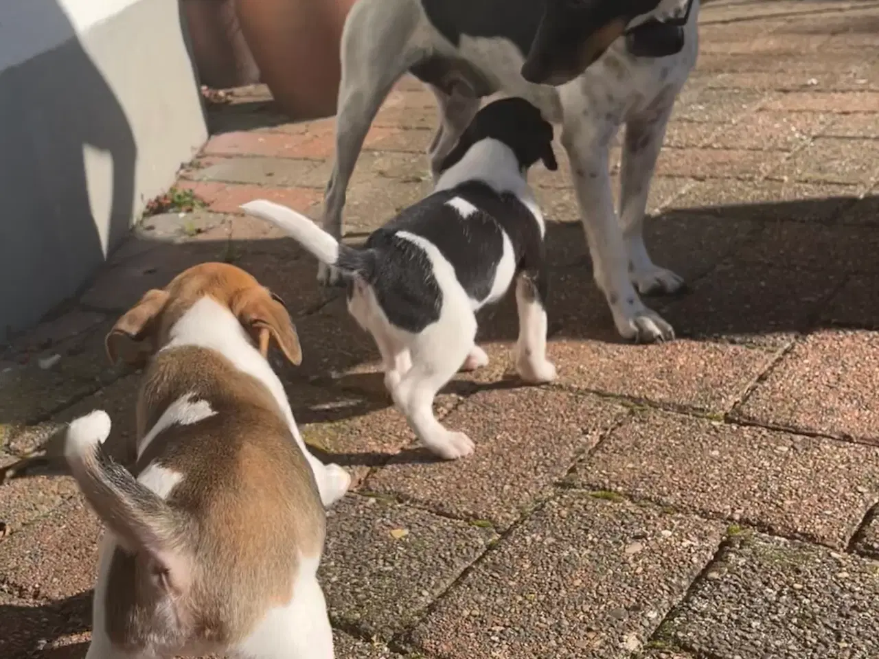Billede 5 - Dansksvensk Gårdhund hvalpe