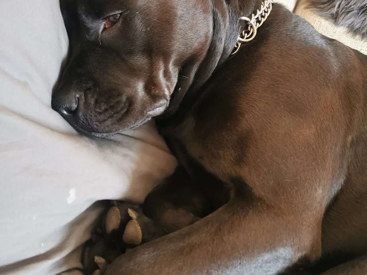 Billede 7 - Blandings hvalpe rottweiler blanding /labrador 