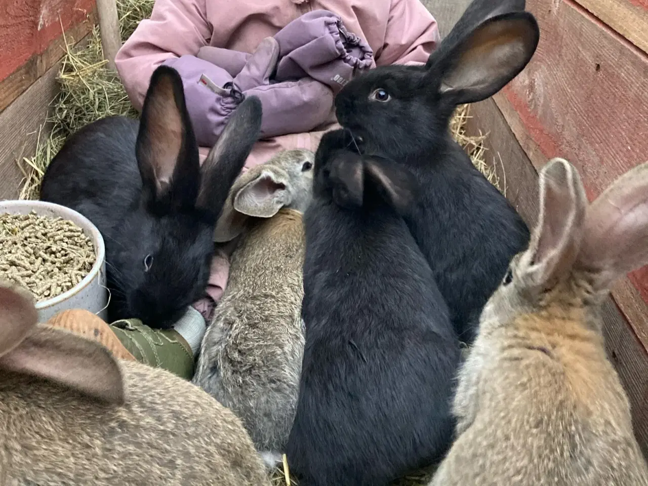Billede 1 - Tamme belgiske kæmper