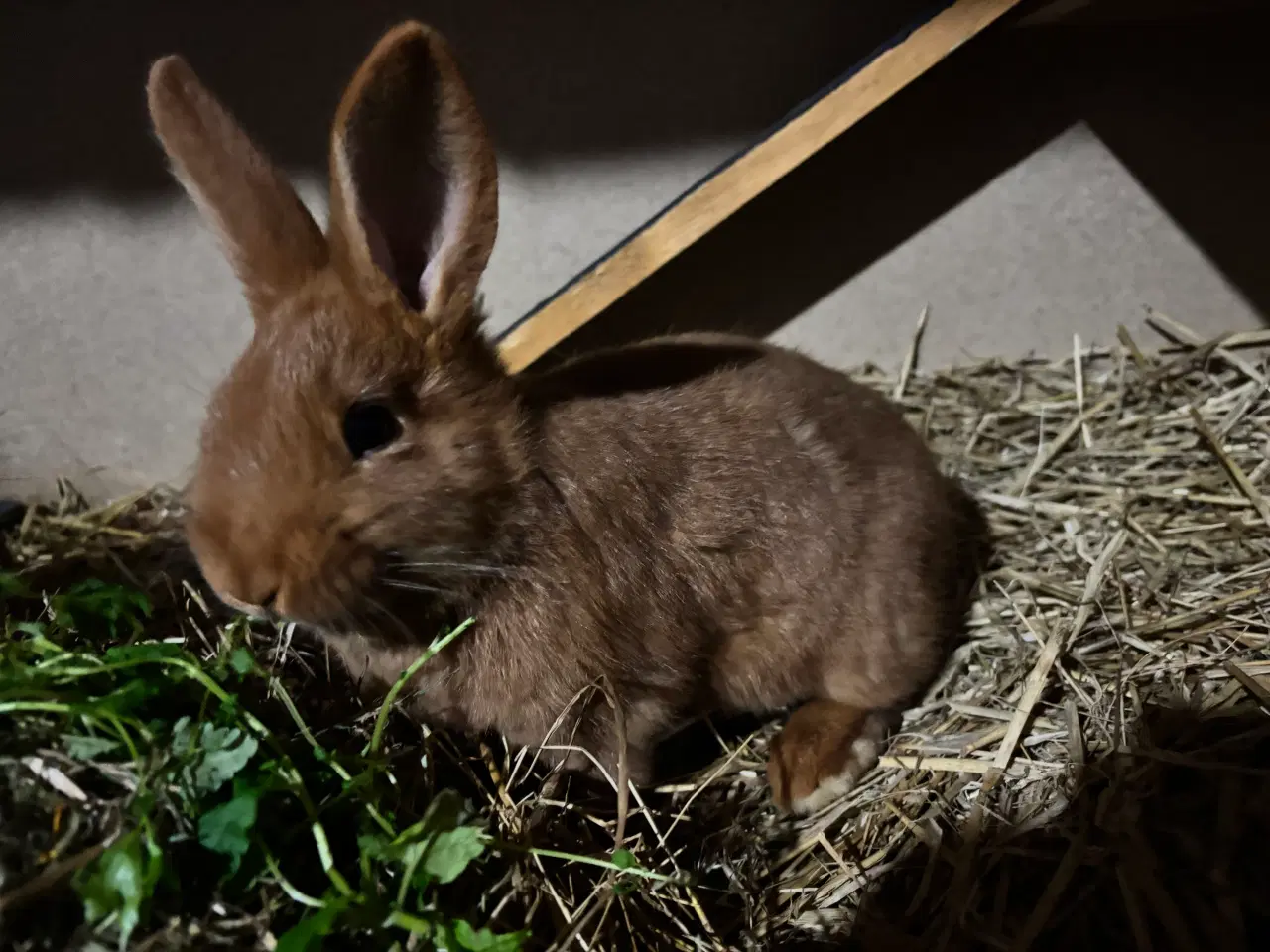 Billede 1 - New Zealand red han kaniner