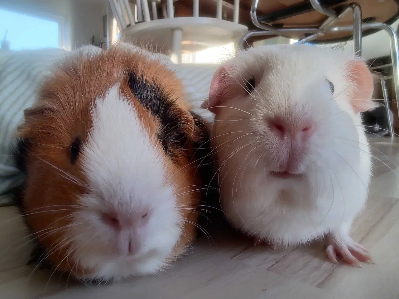 Billede 1 - Marsvin 2 stk hanner (Brødre)