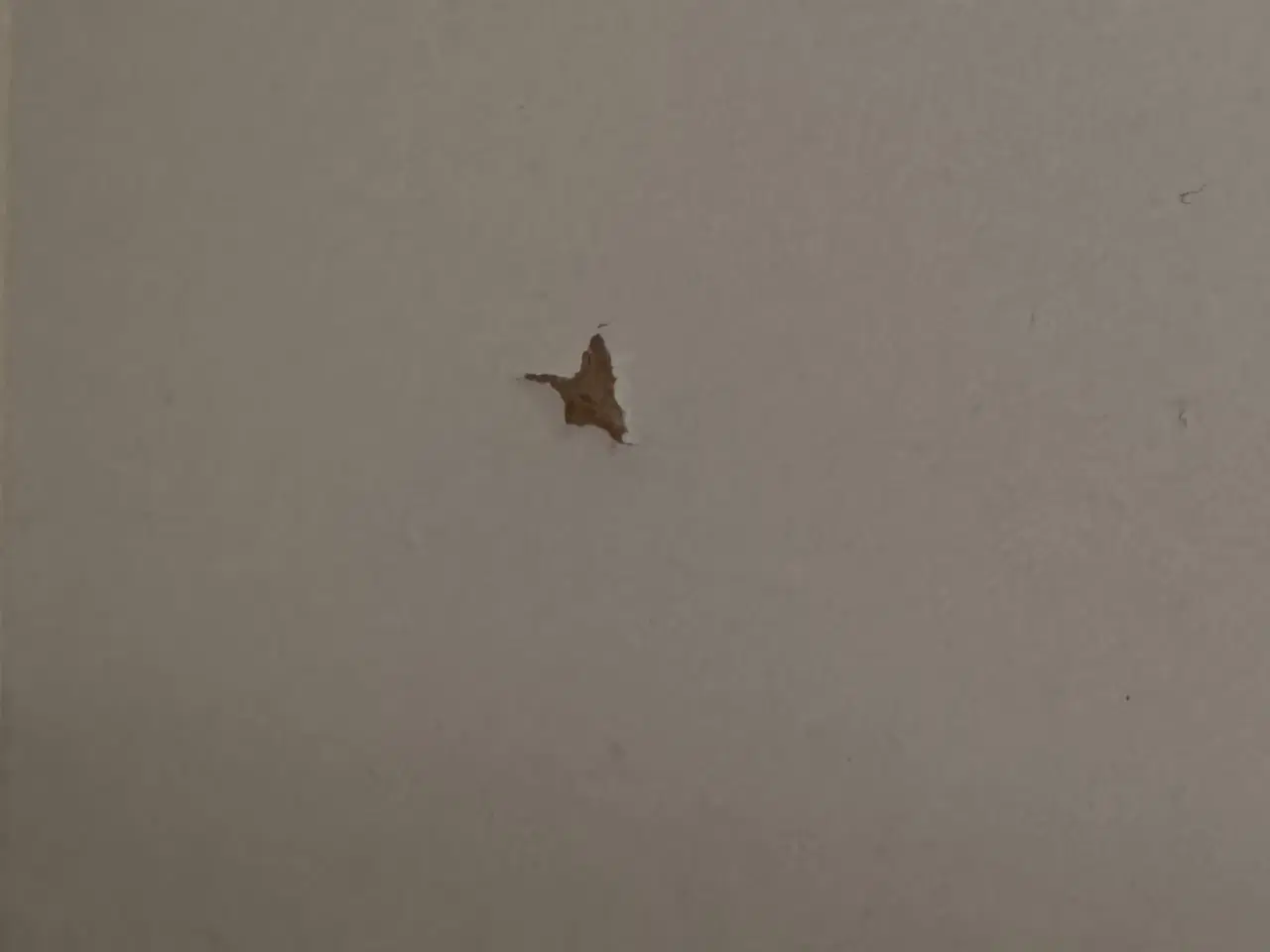 Billede 6 - Manis-h Huxie juniorseng