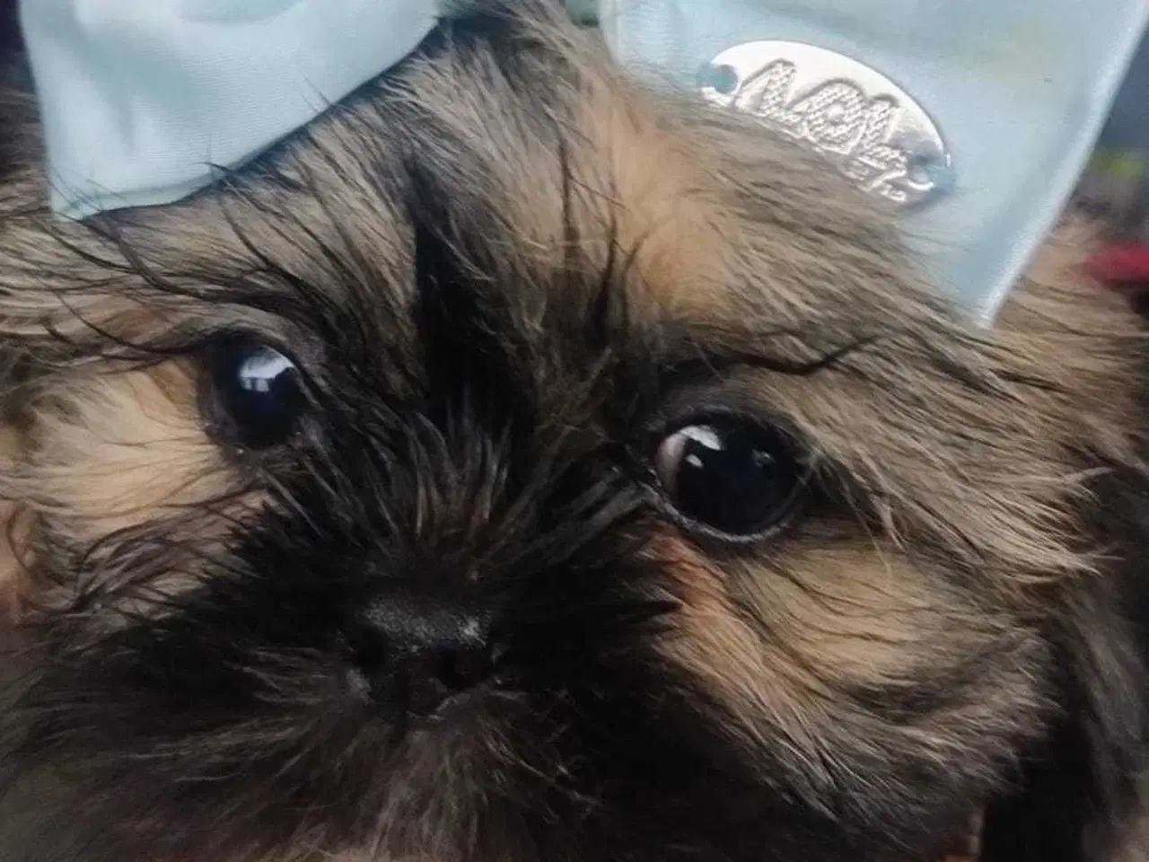 Billede 5 - Hund SHIH tzu