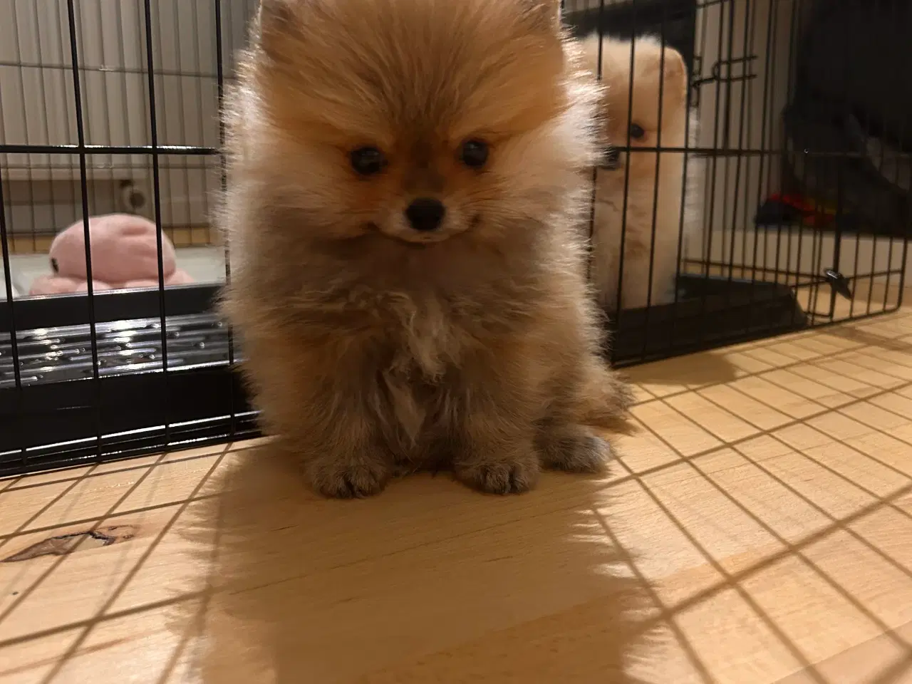 Billede 4 - Pomeranian hvalpe