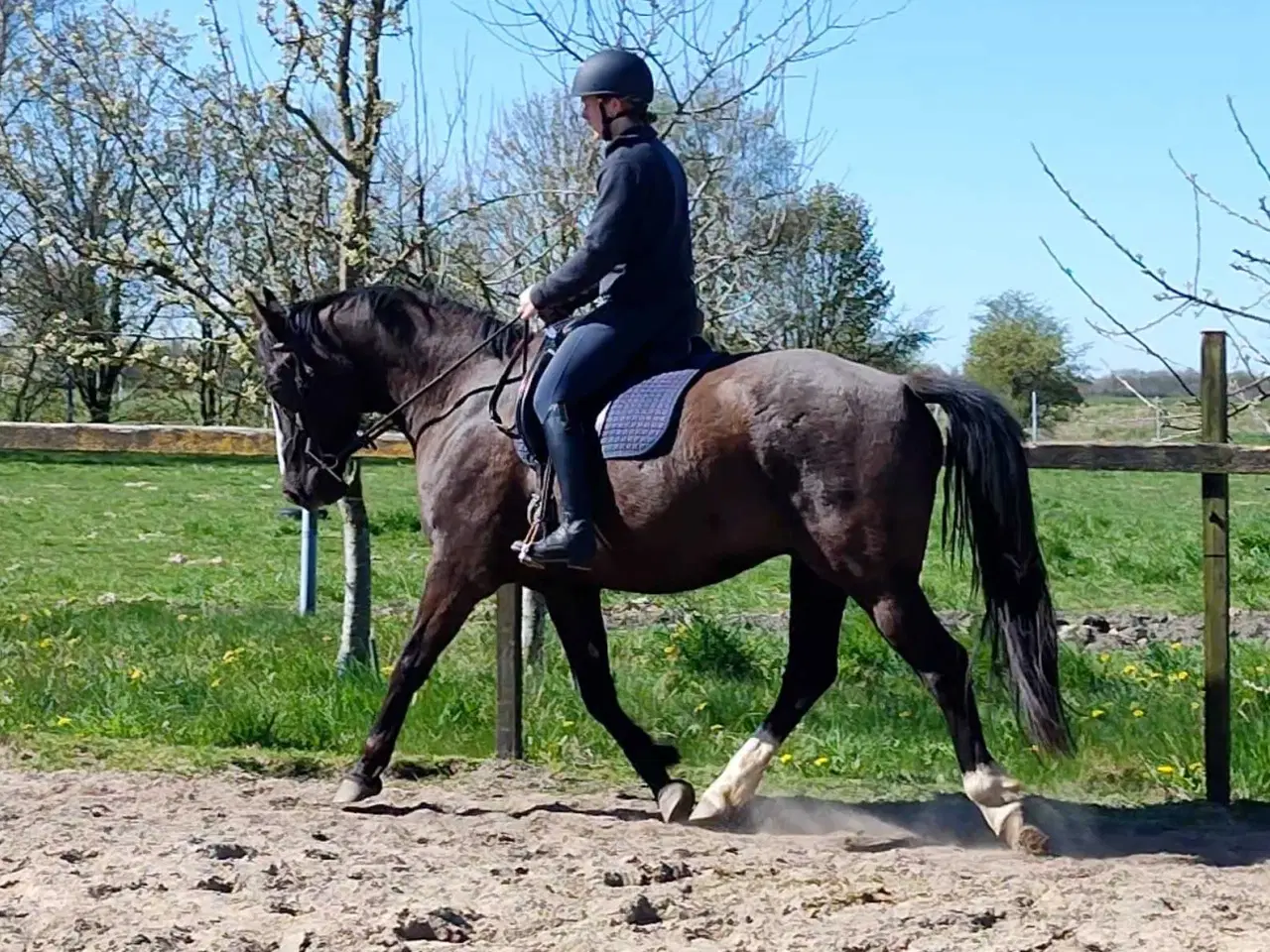 Billede 1 - Oldenborg, vallak,  6 år, 162 stg 