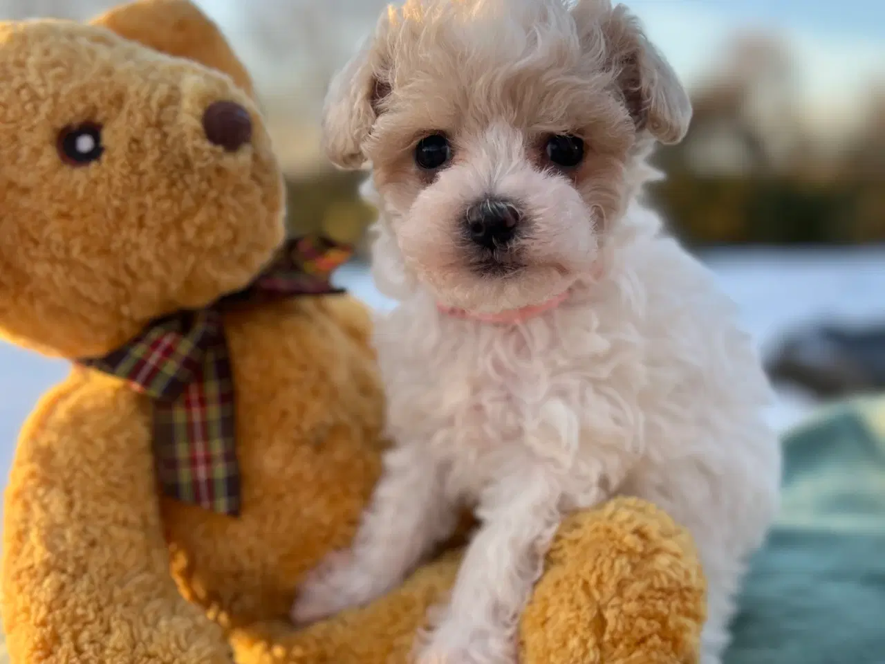 Billede 1 - Mini Maltipoo