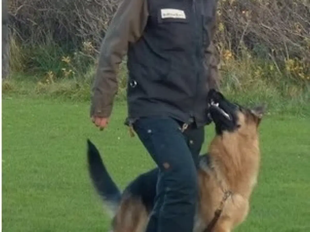 Billede 7 - Schæferhvalpe fra Danmarks ældste kennel  