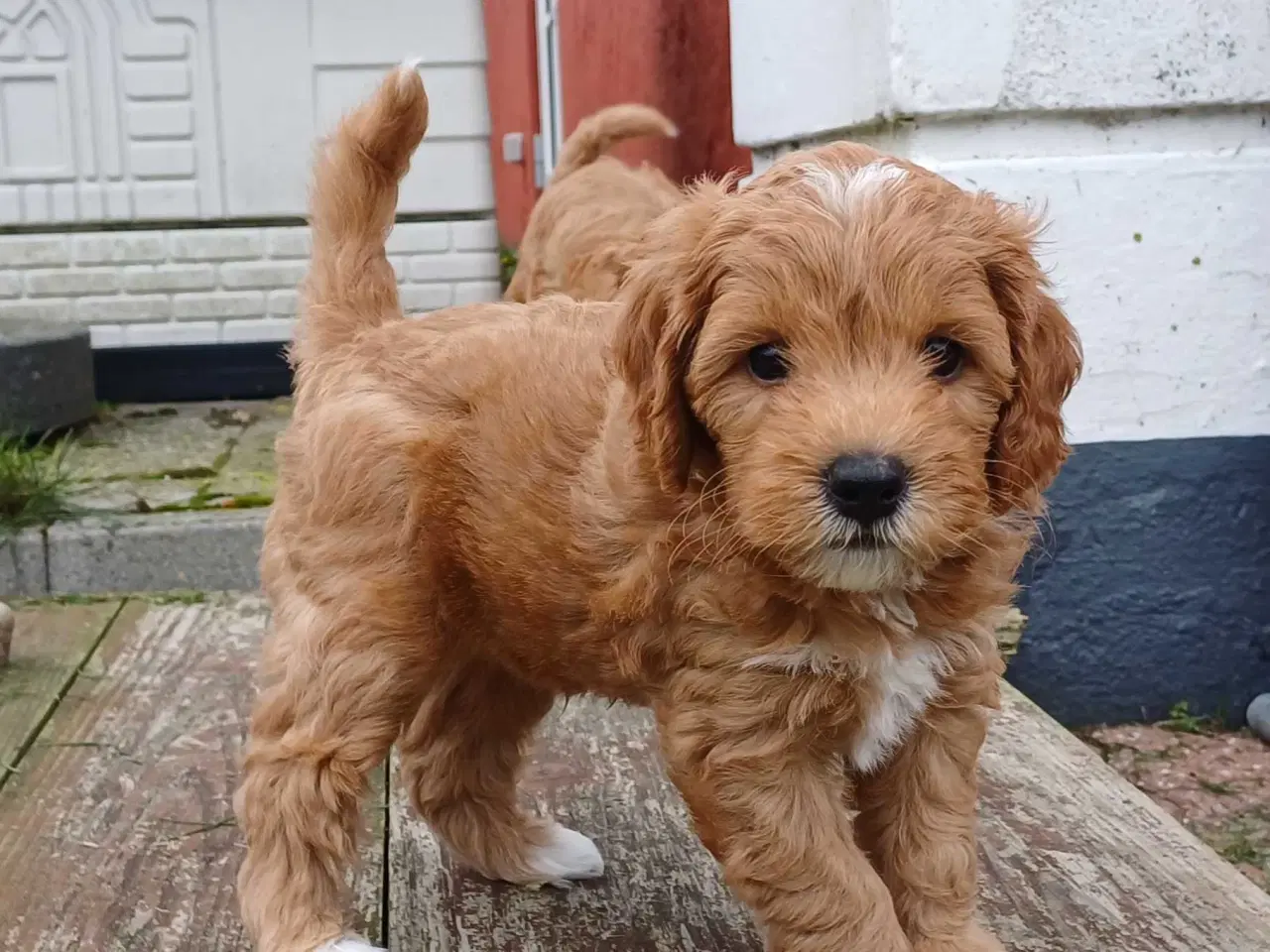 Billede 11 - Doodle hvalpe