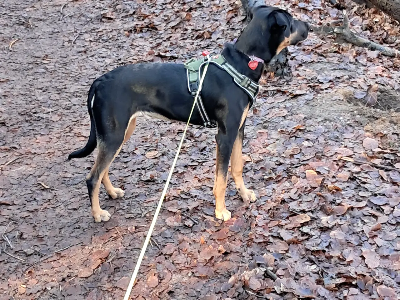 Billede 1 - har en hund på et halvt år