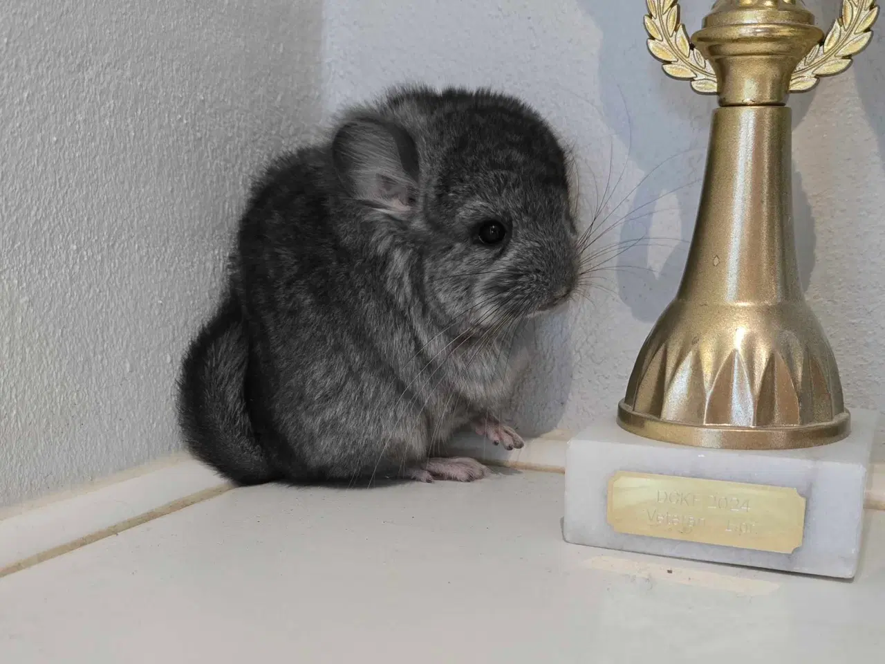 Billede 7 - Chinchilla unge