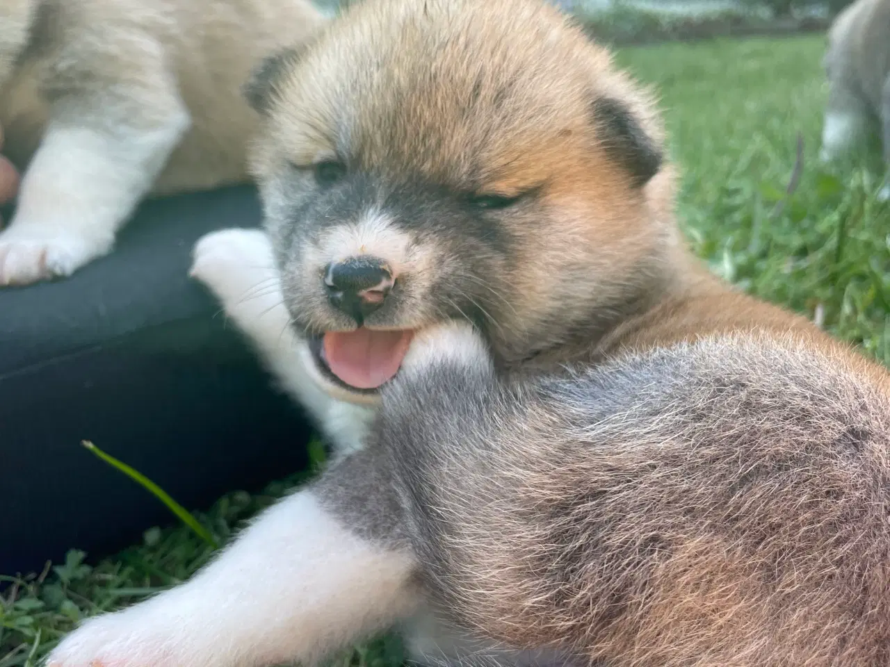 Billede 4 - Akita Inu hvalpe