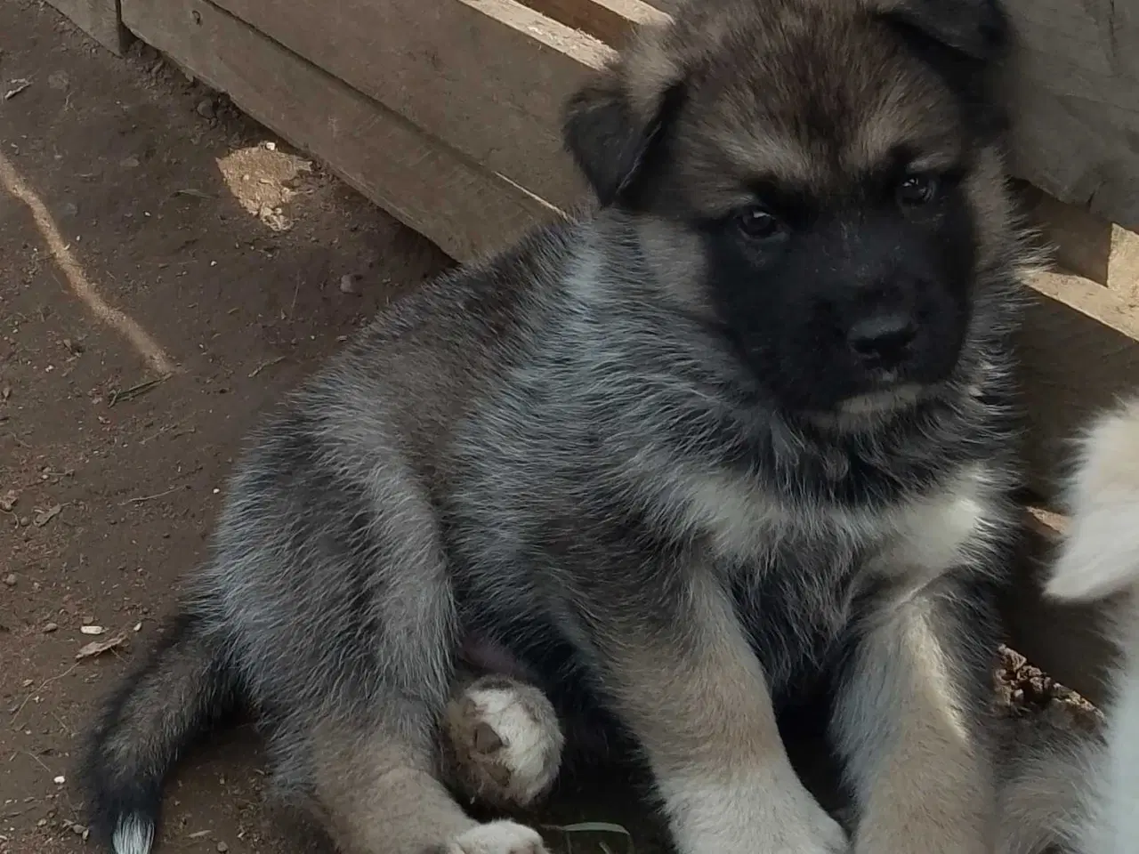 Billede 2 - Alaska Malamute Chow Chow tjekkiske ulvehund husky